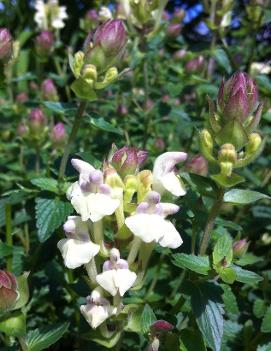 Scutellaria alpina 'Moonbeam'