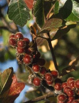 Rhus aromatica