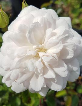 Rosa Vigorosa® Innocencia™ ('KORstarnow')