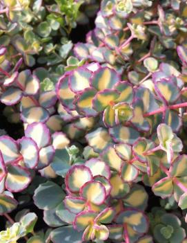 Sedum sieboldii 'Mediovariegatum'