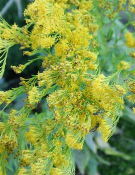 Solidago rigida