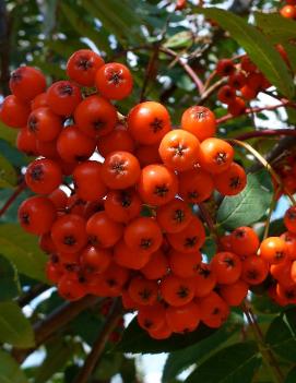 Sorbus decora