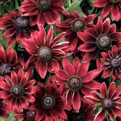 Rudbeckia hirta 'Cherry Brandy'