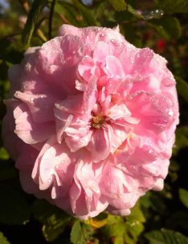 Rosa 'Martin Frobisher' (COPF)