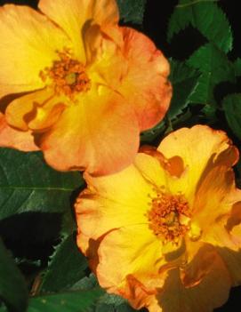 Rosa 'Morden Sunrise'