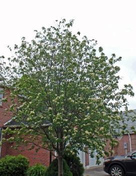 Sorbus aucuparia