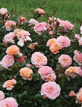 Rosa Apricot Drift® ('Meimirrot') (PP23354, CPBRAF)