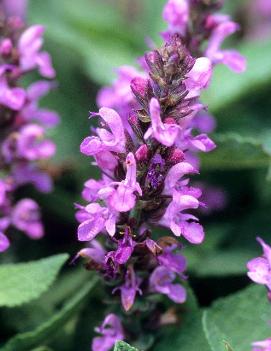 Salvia nemorosa 'Rose Queen'