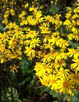 Senecio aureus