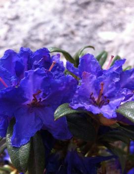 Rhododendron 'Blue Baron'