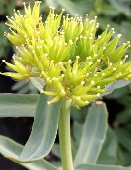 Rhodiola rosea