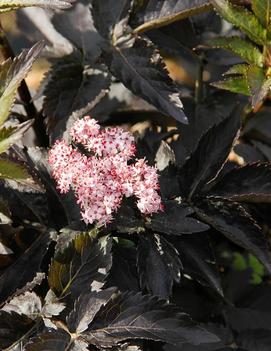 Sambucus nigra Black Tower ('Eiffel 1') (PP23683)