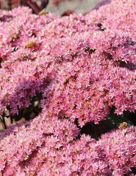 Sedum x 'Beach Party' (PP22810)