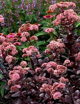 Sedum telephium 'Chocolate Drop' (PPAF)