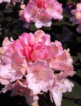 Rhododendron 'Dreamland'