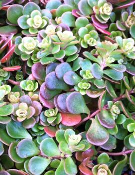 Sedum tetractinum 'Coral Reef'