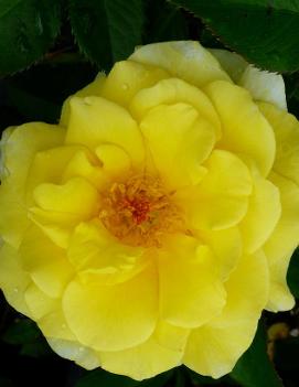 Rosa Easy Elegance® Yellow Submarine ('BAline') (PP16659)