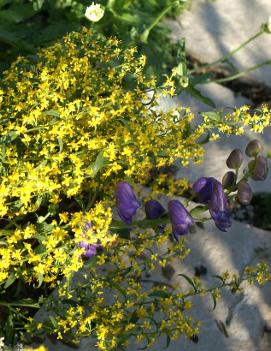 Solidago flexicaulis