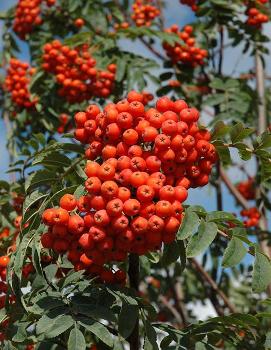 Sorbus aucuparia 'Rossica'