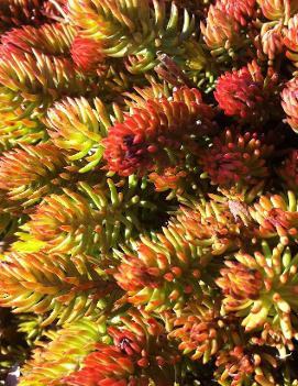 Sedum reflexum 'Angelina' (COPF)