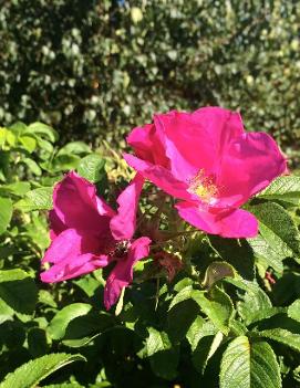 Rosa rugosa