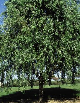 Salix matsudana 'Tortuosa'