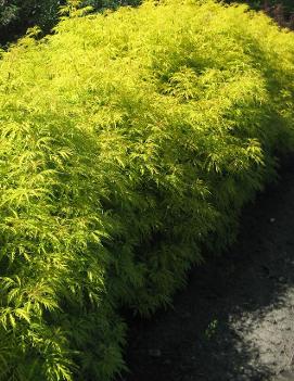 Sambucus racemosa 'Morden Golden Glow'