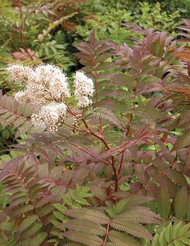 Sorbaria sorbifolia