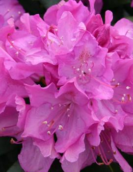 Rhododendron 'Roseum Elegans'