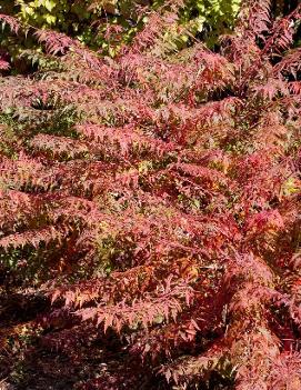 Rhus typhina 'Dissecta'