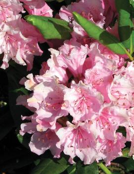 Rhododendron 'Helsinki University'