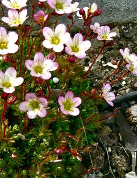 Saxifraga x 'Peter Pan'