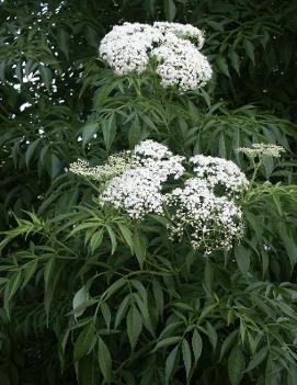 Sambucus canadensis