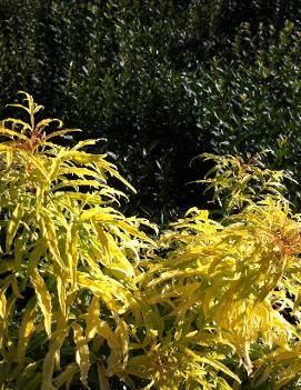 Sambucus racemosa 'Golden Locks'