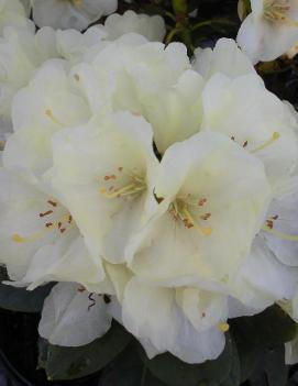 Rhododendron 'Lemon Dream'