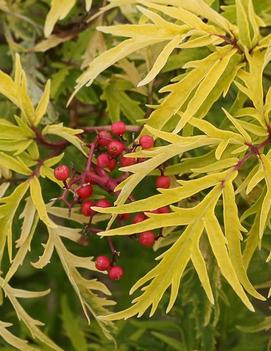 Sambucus racemosa Lemony Lace™ ('SMNSRD4') (PPAF, CPBRAF)