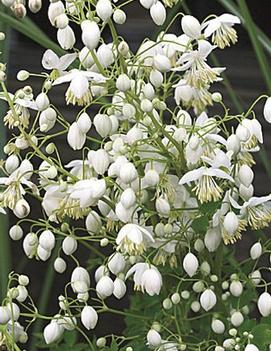 Thalictrum delavayi 'Splendide Album'