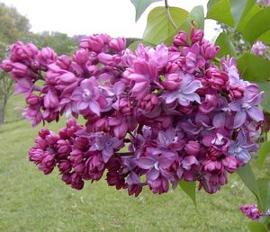 Syringa x vulgaris 'Paul Thurion'