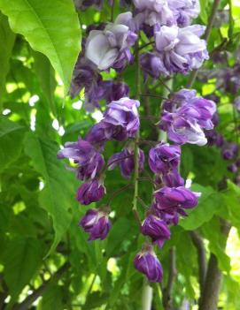 Wisteria floribunda 'Violacea Plena'