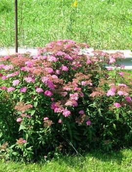 Spiraea japonica 'Shirobana'