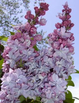 Syringa x vulgaris 'Katherine Havemeyer'