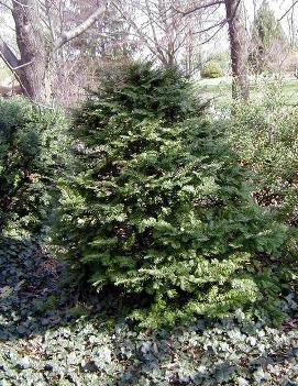 Taxus cuspidata