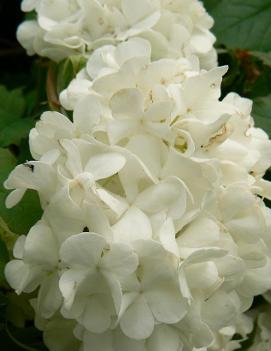 Viburnum opulus 'Sterile'