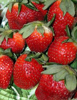 Strawberry 'Honeoye'