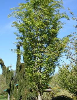 Zelkova serrata 'Musashino'