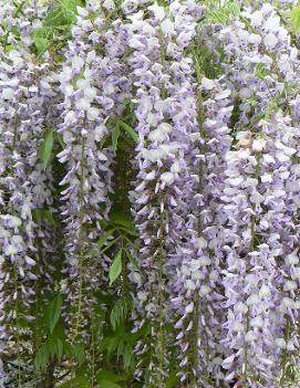 Wisteria floribunda 'Lawrence'