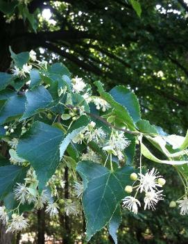 Tilia cordata Greenspire™ ('PNI 6025')