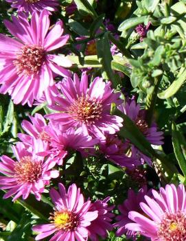 Aster novi-belgii 'Alert'