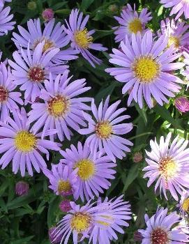 Aster dumosus 'Wood's Light Blue'