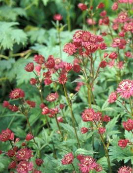 Astrantia major 'Hadspen Blood'